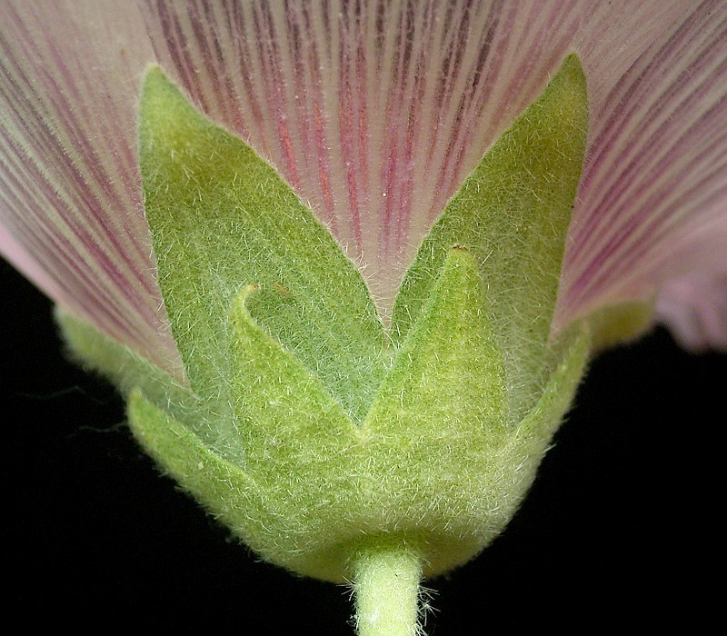 *Alcea rosea*, a plant with distinctive sepals and petals