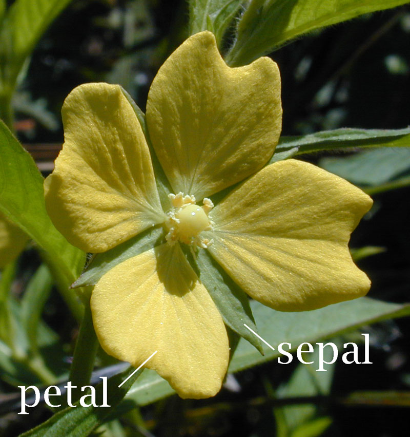 An image illustrating petals and sepals side by side