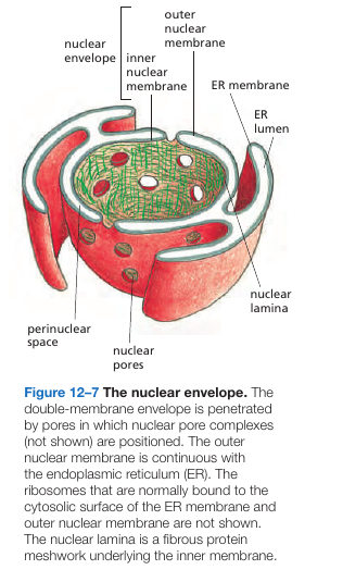 Nuclear Envelope