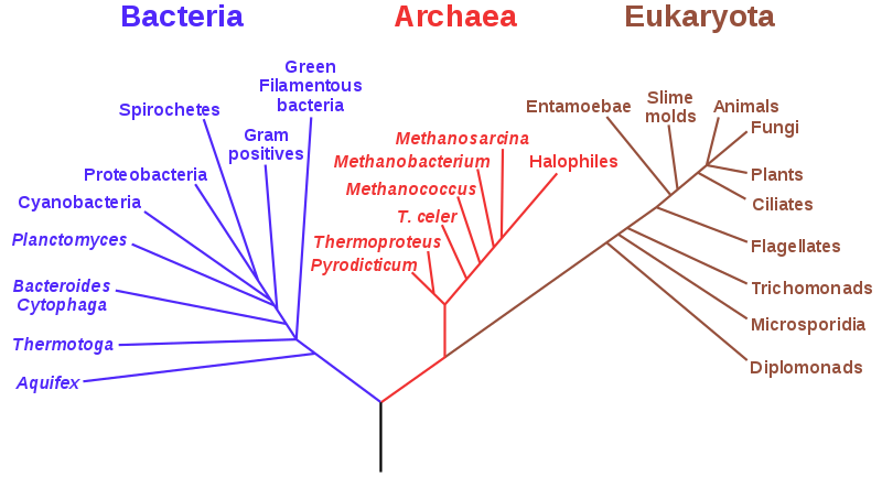 Public domain, https://en.wikipedia.org/wiki/File:Phylogenetic_tree.svg